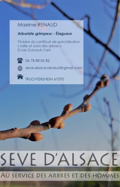 Entreprise d'élagage d'arbre pour couper du bois d'hiver à Marlenheim MARLENHEIM SEVE D ALSACE